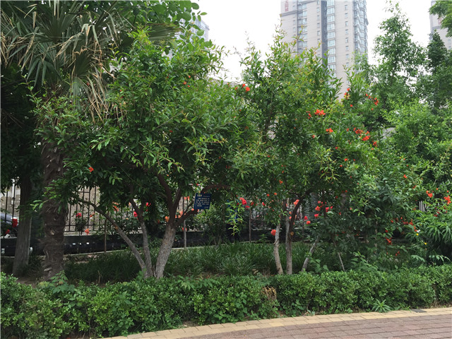 8校园美景 (6).jpg