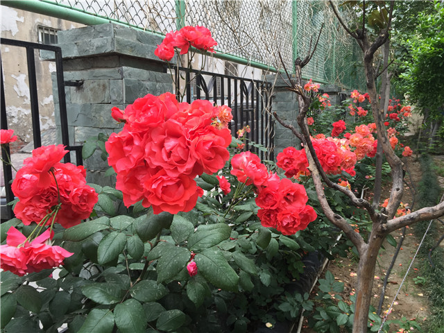 9校园美景 (7).jpg